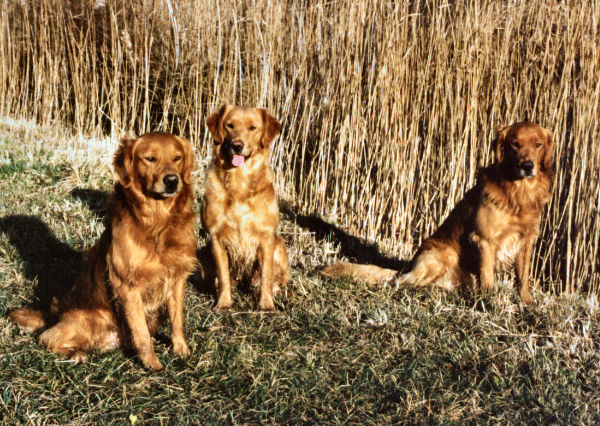 Wadesmill Luke, Katie and Tinker